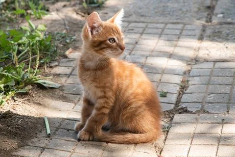 Ginger kitten closeup Stock Photos