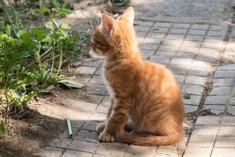 Ginger kitten closeup Stock Photos