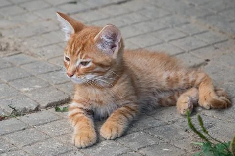 Ginger kitten closeup Stock Photos