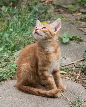 Ginger kitten closeup Stock Photos