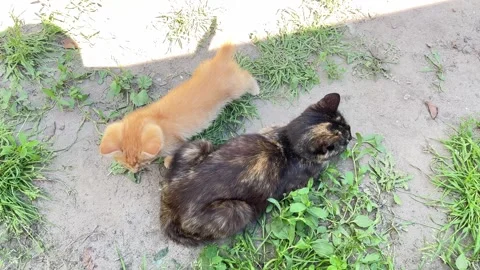 Ginger kitten cuddling with mother cat outdoors footage Stock Footage 336449828