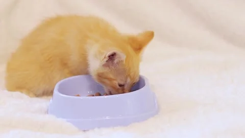 Ginger kitten eats soft food from a cat bowl 스톡 동영상 246601278