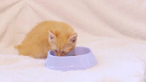 Ginger kitten eats soft food from a cat bowl. Pet care 스톡 동영상 246601287