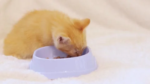 Ginger kitten eats soft food from a cat bowl. Pet Video stock 246601423