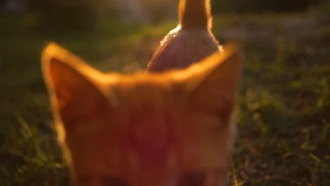 Ginger kitten follows the camera in the sunset. Beautiful cinematic shot Stock-Footage 113821249
