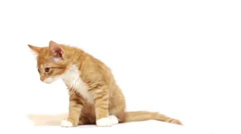Ginger kitten Stock-Footage 54634233