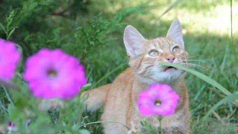 Ginger kitten on the grass Stock Footage 79962126