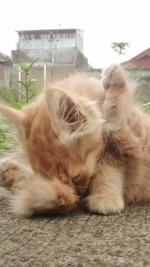 Ginger Kitten Grooming and Leaving Frame Quiet Morning Stock Footage 331357405