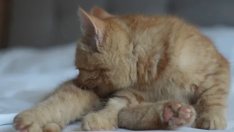 Ginger kitten grooming itself while lying on the owner’s bed Stock Footage 325164015