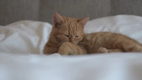 Ginger kitten grooming itself while lying on the owner’s bed Stock Footage 325164027