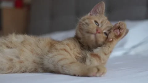 Ginger kitten grooming itself while lying on the owner’s bed Stock Footage 325164061