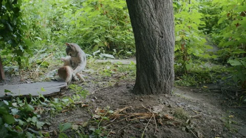 Ginger kitten had fun in the garden with mom Stock Footage 235561060