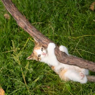 Ginger kitten hanging on the vine, close up, copy space Stock Photos