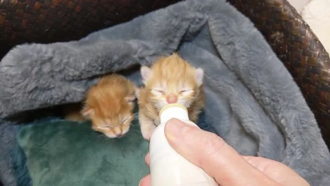 Ginger kitten has milk Stock Footage 169420323