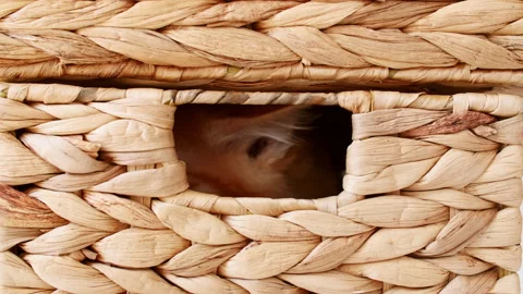 Ginger Kitten Hiding in Basket. Stock Footage 156893895