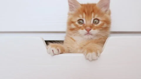 Ginger Kitten Hiding in a white box. Red Cat watching stealthily. Cute funny Stock-Footage 156892655