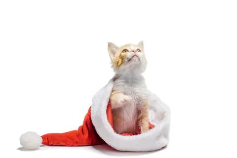 Ginger kitten inside a santa hat on a white background Stock Photos