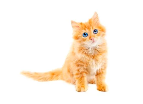 Ginger kitten isolated Stock Photos