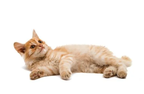 Ginger kitten isolated Stock Photos