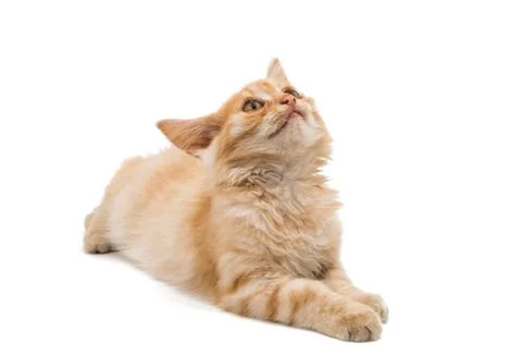 Ginger kitten isolated Stock Photos