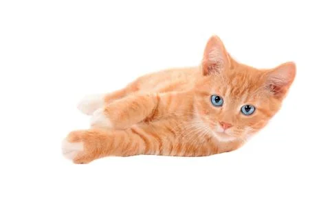 Ginger kitten laying on a white background Stock Photos
