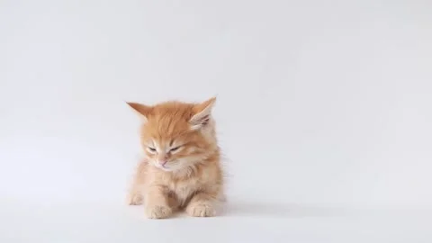 Ginger kitten licking on a light background Video stock 193247569
