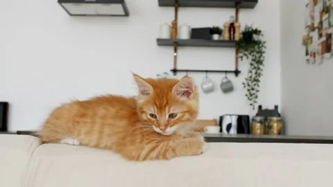 Ginger Kitten lies on a white sofa against the background of the kitchen. Cute Video stock 156612324