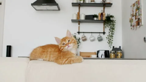 Ginger Kitten lies on a white sofa against the background of the kitchen. Cute Stock Footage 161542675