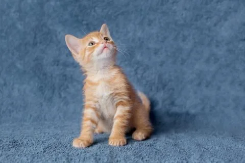 Ginger kitten looking up. age 2 months Stock Photos