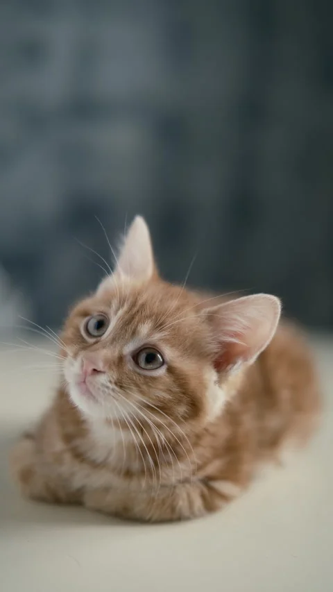 Ginger kitten looking at camera. home interior, vertical Video stock 290492859