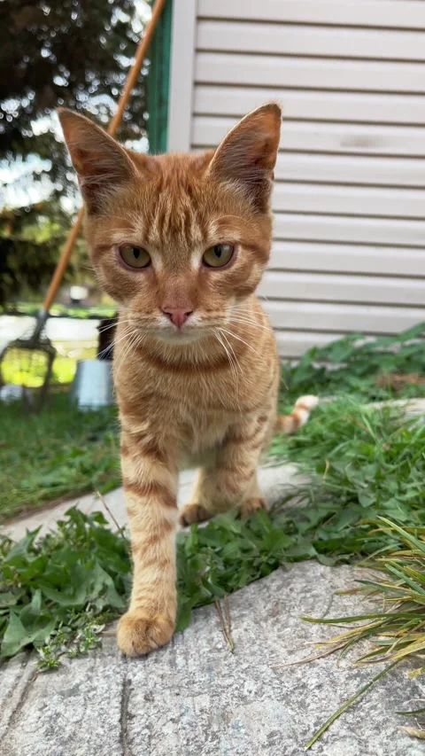 Ginger kitten looking at camera, waiting for food, cat in the garden Video stock 285373068