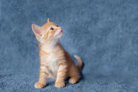 Ginger kitten looking sideways. age 2 months Stock Photos