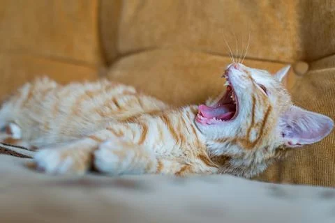 Ginger kitten lying on a couch and yawning, portrait. Stock Photos