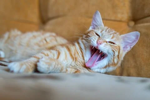 Ginger kitten lying on a couch and yawning, portrait. Stock Photos