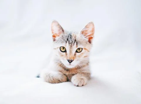 Ginger kitten lying on sofa and staring at camera. Stock Photos