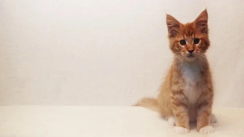 Ginger kitten Maine Coon Stock-Footage 82966254
