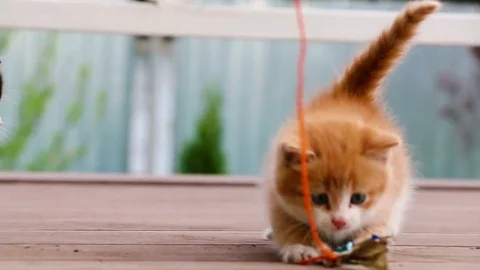 Ginger kitten not allowing spotty kitten to play with toy slow motion Stock Footage 77863811