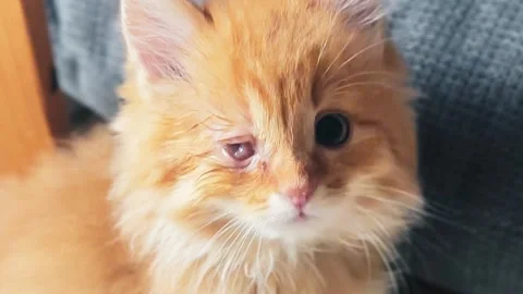 Ginger kitten with one eye missing. Close-up of a cat's head with an injure.. Stock Footage 330733408