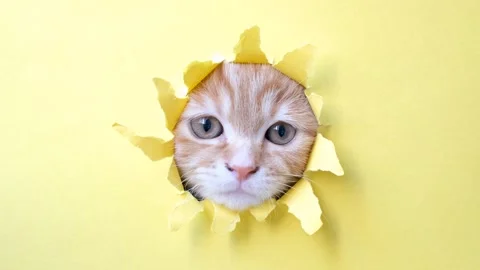 Ginger kitten peeks out of a hole in yellow torn paper close-up. Stock Footage 335866192