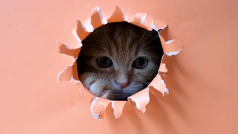 Ginger kitten peeks out of a hole in orange torn paper close-up. Stock Footage 336321105