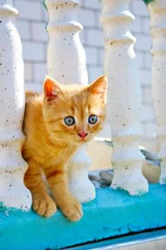 Ginger kitten Stock Photos