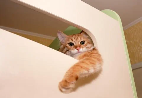 Ginger kitten Stock Photos