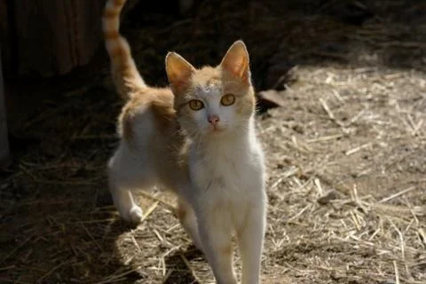 Ginger kitten Stock Photos