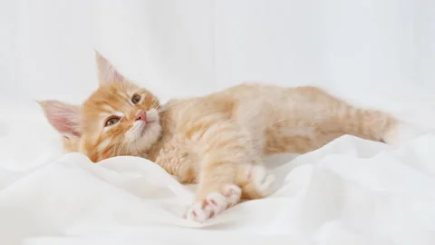 Ginger Kitten play on isolated white background. Cute little red Cat observes Stock Footage 156611610