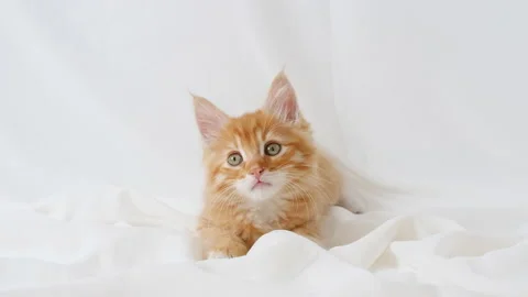Ginger Kitten play on isolated white background. Cute little red Cat observes Stock Footage 158401230