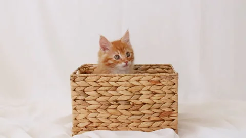 Ginger Kitten Playing in a Basket on a White Background. Cat Hiding in Basket Stock Footage 161723363