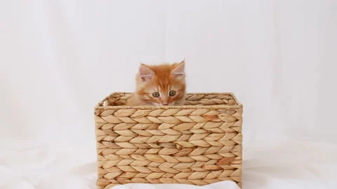 Ginger Kitten Playing in a Basket on a White Background. Cat Hiding in Basket. 스톡 동영상 161872458