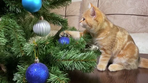 Ginger kitten playing with blue ball Stock Footage 165766232