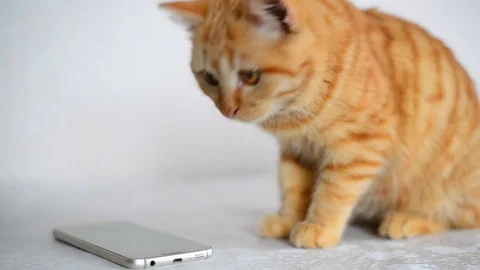 Ginger kitten playing on cell phone Stock Footage 84987250