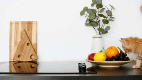 Ginger kitten playing on the kitchen table. The cat sneaks up, hunt. Video stock 156612631
